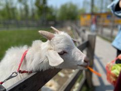 -前小桔亲子创意农场·草莓采摘·露营烧烤