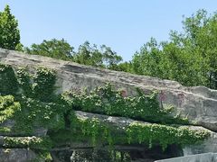 -合肥野生动物园