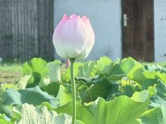 -嘉北郊野公园