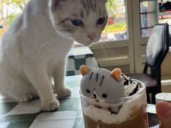 -猫小院猫主题餐厅(南锣旗舰店)