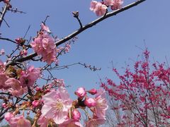-顾村公园