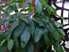 -锦州御烧烤·金盛福酒楼(天津总店)