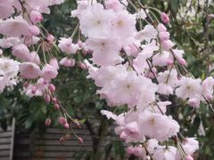 -高东镇樱花园