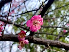 -八大山人梅湖景区