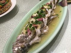 -四季春