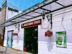 -油梨树AVOCADO TREE(顺义新国展店)