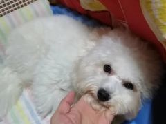 -翊宠yipet猫狗购宠庄园犬舍•猫舍