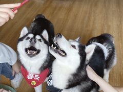 -Husky Go! 哈士奇体验馆·宠物咖啡厅狗咖