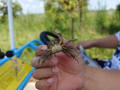 -盐城丹顶鹤湿地生态旅游区