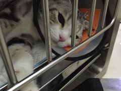 -伟伟宠物医院·CT影像中心·瑞派犬猫综合性门诊(汉口总院)