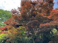 -十八棵（老龙井）御茶园(老龙井店)