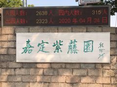 -嘉定紫藤园