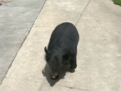 -栾川竹海野生动物园