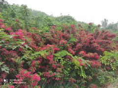 -北京西山国家森林公园