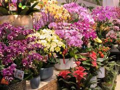 -双季花艺园艺市场(浦东店)