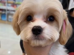 -翊宠yipet猫狗购宠庄园犬舍•猫舍