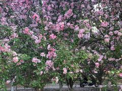 -长白岛森林公园