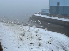 -烟墩角天鹅湖