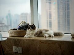 -Catmate·猫肥家润(金润铂宫店)