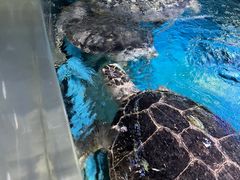 -烟台海昌鲸鲨海洋公园