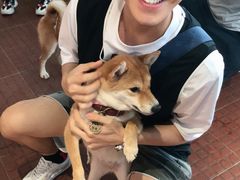 -柴犬高等学院·狗咖·柴犬售卖·宠物训练