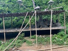 -西双版纳原始森林公园