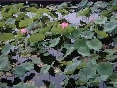 -红莲湖