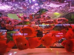 -中环花鸟鱼虫市场