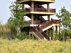-杭州湾海上花田景区