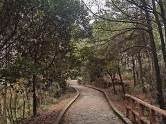 -铁山坪森林公园