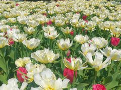 -上海鲜花港