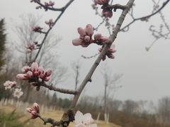 -桥西拉面