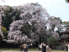 -醍醐寺