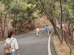 -大屏嶂森林公园