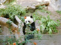 熊猫-圣地亚哥动物园