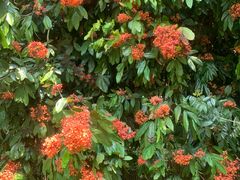 -中国科学院西双版纳热带植物园