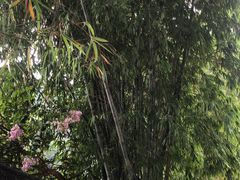 -靖西鹅泉风景区