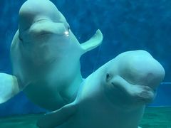 -芜湖新华联大白鲸海洋公园