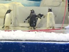 -华夏文旅海洋公园