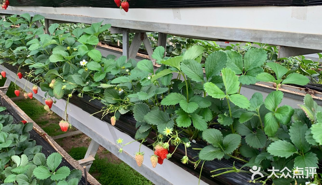 立体草莓采摘园沐恩格林四季农场