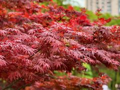 -苏州河梦清园环保主题公园