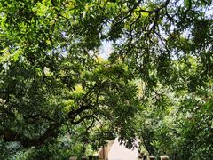 -张坝桂圆林公园