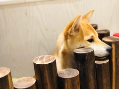 -浣熊柯尔鸭土拨鼠·电玩咖