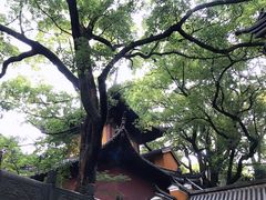 -普陀山风景名胜区-法雨禅寺