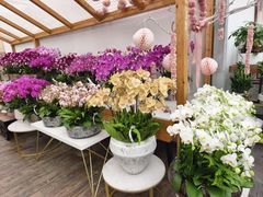 -荷兰花海