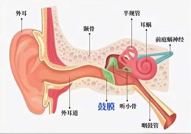 蜗管解剖图图片