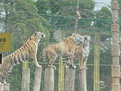 -上海野生动物园