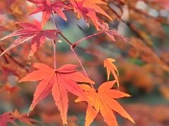 -花开海上生态园