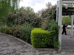 -丰台花园