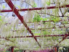 -嘉定紫藤园